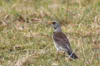 Turdus pilaris