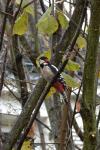 Dendrocopos major