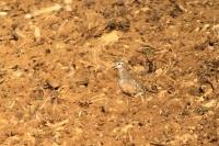 Eudromias morinellus