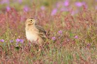 Anthus richardi