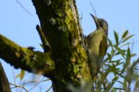 Picus viridis