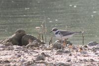 Charadrius hiaticula