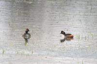 Podiceps nigricollis