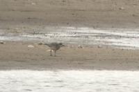 Pluvialis squatarola