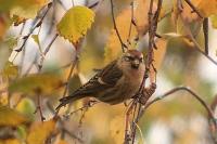 Acanthis flammea cabaret