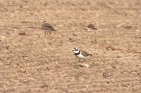 Charadrius dubius
