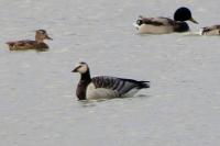 Branta leucopsis