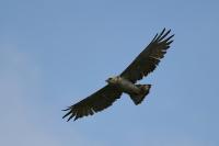 Circaetus gallicus