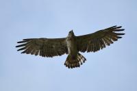 Circaetus gallicus