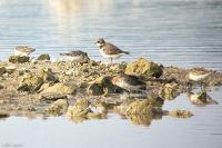 Calidris minuta