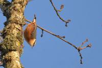 Sitta europaea