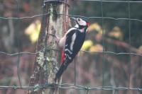 Dendrocopos major