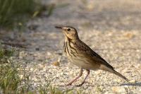 Anthus trivialis