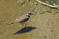 Charadrius dubius
