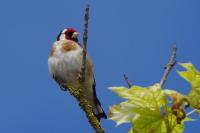 Carduelis carduelis