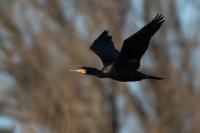 Phalacrocorax carbo