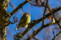 Chloris chloris