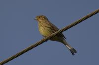 Emberiza cirlus