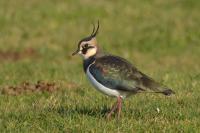 Vanellus vanellus