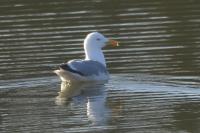 Larus michahellis