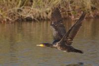 Phalacrocorax carbo