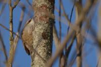 Certhia brachydactyla