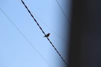 Carduelis carduelis