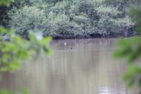 Fulica atra