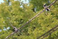 Motacilla alba