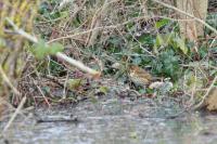 Turdus philomelos