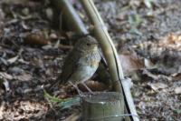 Erithacus rubecula