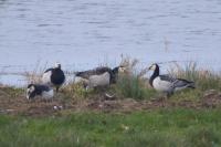 Branta leucopsis