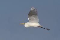 Ardea alba