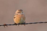 Saxicola rubicola