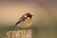 Saxicola rubicola