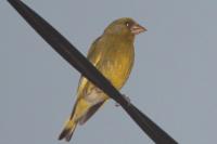 Chloris chloris