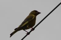 Chloris chloris