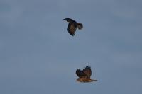 Buteo buteo