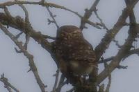 Athene noctua