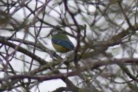 Parus major