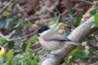 Poecile palustris
