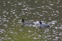 Fulica atra