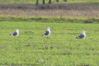 Larus michahellis