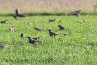 Sturnus vulgaris