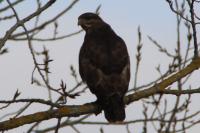 Buteo buteo