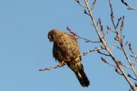 Falco tinnunculus