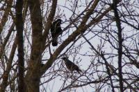 Corvus corone