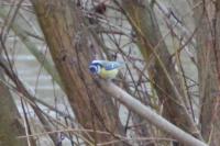 Cyanistes caeruleus