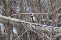 Parus major
