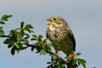 Emberiza calandra
